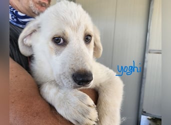 Yoghurt: möchte spielen, toben, schmusen