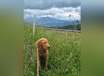 Magyar Vizsla Welpen in Erwartung