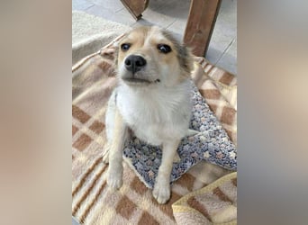 OZZY - sucht eine liebevolle Familie!