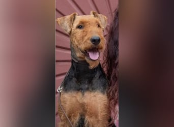 Typvolle Airedale Terrier Welpen aus Leistungszucht VDH/KfT