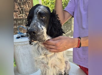 Lord  - ein ruhiger, wunderbarer Setter sucht sein liebevolles Zuhause!