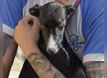 Manjo, freundlich-verspielter aufgeschlossener Galgojunge