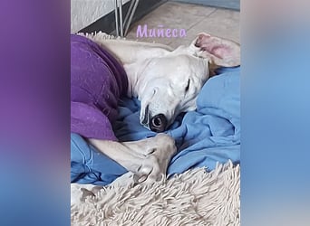 Muñeca 01/2019 (in Deutschland) - ausgeglichene und liebevolle, ganz besondere Galga!