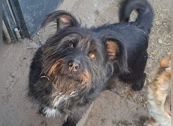 Bonnie sucht ihr eigenes Zuhause
