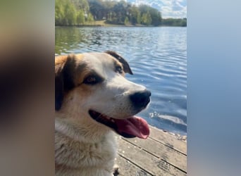 Sharky - Großer gemütlicher Bär sucht Familie zum Liebhaben (47839 Krefeld)