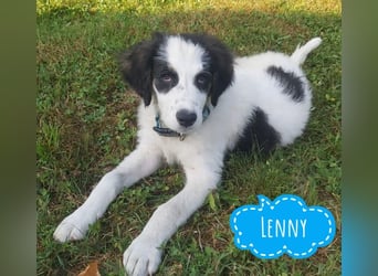 Lenny ein Teddybär