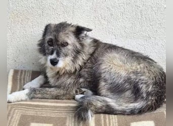 Amy - vorsichtige, schüchterne, ruhige, katzenverträgliche große Hündin / z.Zt. noch in Rumänien