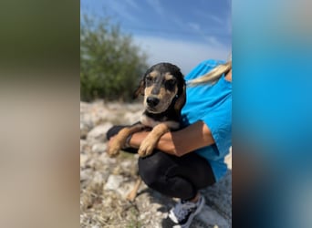 Franzl möchte euer Familienhund werden