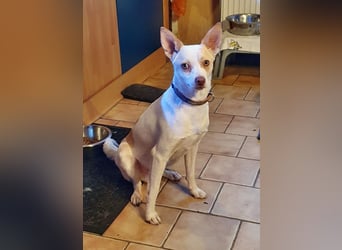 Rubio ein kleiner Schatz sucht ein neues Heim