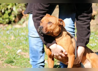 Zorro - was für ein Name