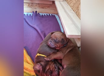 Rhodesian Ridgeback Welpen *livernose* 19./20.Mai2025
