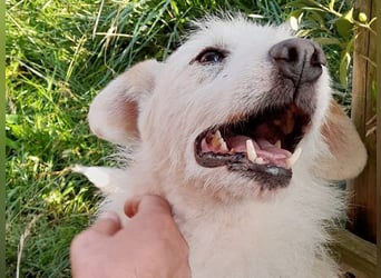 BENNY sucht ein Zuhause