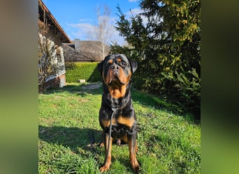 Rottirüde (20 Monate) sucht neues Zuhause