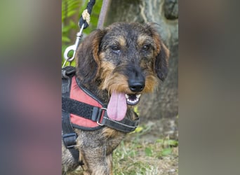 Spakli SI - Dackel sucht seine Menschen