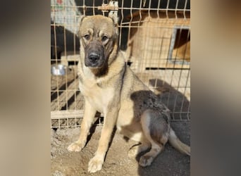 LOTTIE❤️HSH-Mix-Hündin: eine wahre Frohnatur und treue Begleiterin