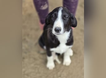 Hübscher Elvis sucht Zuhause für immer!