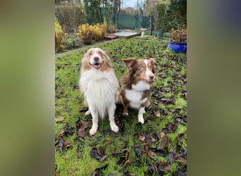 Reinrassige Australian Shepherd Welpen