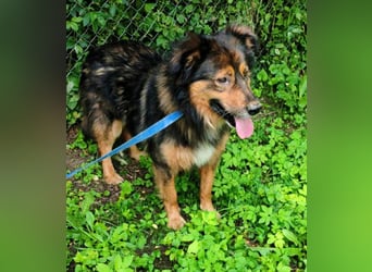 Bildhübscher *JARO* - ist eine Seele von Hund