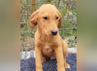 Kimbo ❤️ verspielter Labi-Bracke-Mix Bub