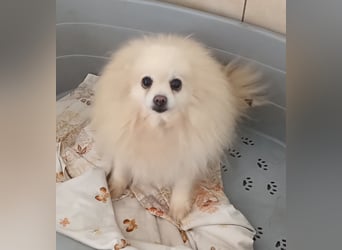 32 Pomeranian- Mädels und Buben (Zwergspitze)
