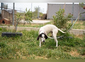 Mila - sanftes Jagdhundherz sucht sportliches Zuhause