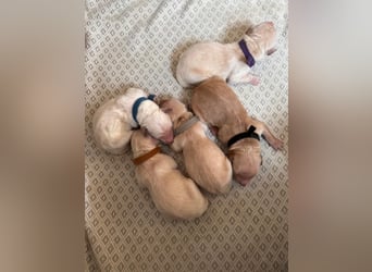Golden Retriever Welpen