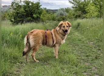 Sally sucht ein liebevolles Zuhause