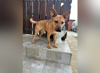 Kubu, geb. 01.06.2024, 40 cm, sucht ein Für-Immer-Zuhause
