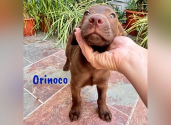 Orinoco geb. 03/2025 (ESP) - aufgeweckter Labrador-Mix Welpe!
