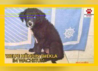 Welpe Thekla sucht ihre Familie