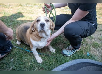 Maya, freundliche Beagle Hündin geb. 2019