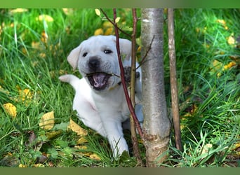 Shar-Pei x Labrador Mix Welpen stellen sich vor......