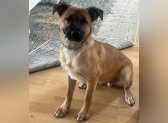 Jungrüde Tino auf der Suche nach seinem "Für-Immer-Zuhause"