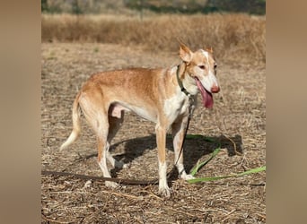 Toby (Spanien) – sanfter Podenco auf der Suche nach einem neuen Anfang