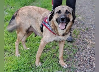 JENNI❤️liebenswerte, soziale und lernfreudige Schmusebacke