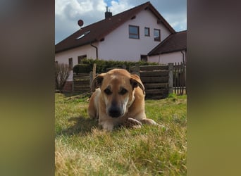 lieber Amerigo in 72525 Münsingen auf Pflegestelle sucht sein Zuhause