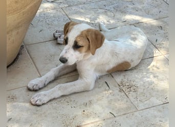 GIORGIO – aufgeweckt, freundlich und bereit fürs Abenteuer