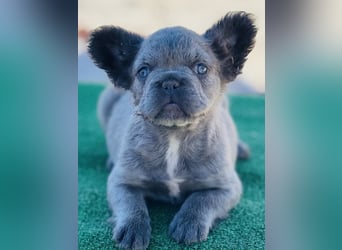 Fluffy Französische Bulldogge