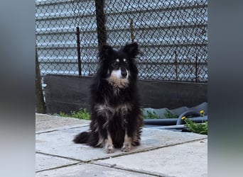 Ältere Lady RUBY sucht ihr Für-immer-Zuhause!!!