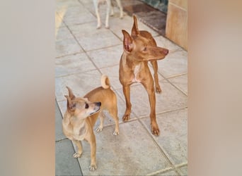 Charmante LOVANI-sehr sozial, liebt Mensch und Hund und wartet sehnsüchtig auf ihr schönes Zuhause