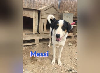 Messi, 01/23 - sportlicher Kumpel sucht seine Menschen