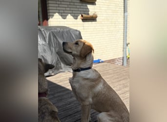 Labradoodle/Retriver 7 monate