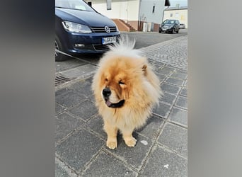 Chow Chow Welpen