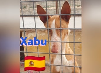 Xabu,geb.08/23,hübscher Podenco Bub sucht seine Familie