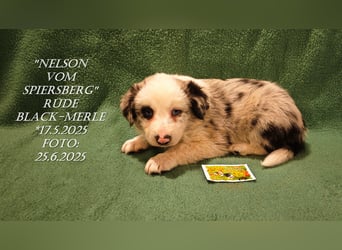 Border Collie-Welpen , black-,choco-,red-white und red-,black-merle