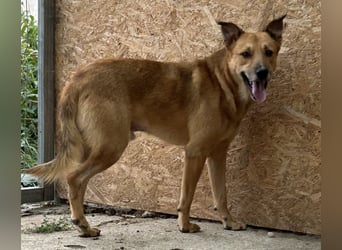 FEIVEL, Rüde, 3,5 Jahre, 46cm, Mischling, Tierschutz