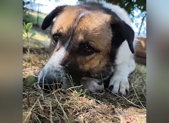 Dolly ein einsamer Schatz