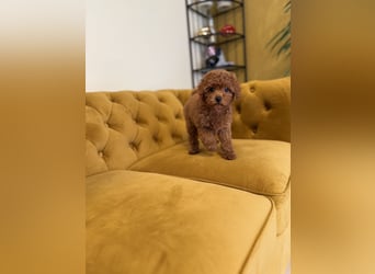 Kleine Toy Pudel rot braun (asiatische Linie)