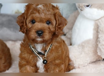 Wunderschöne Cavapoo Welpen F1 (Toypudel/Zwergpudel + Cavalier King Charles Spaniel) mit Ahnentafel