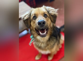 Zauberhafter WOOFY sucht Familienanschluß